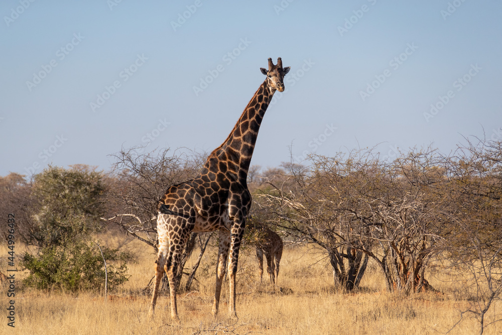 Obraz premium A giraffe on the african savannah.