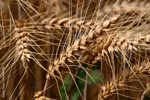 Des épis de blé. photo