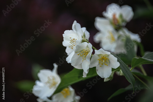 bush mock-orange jasmine white flowers