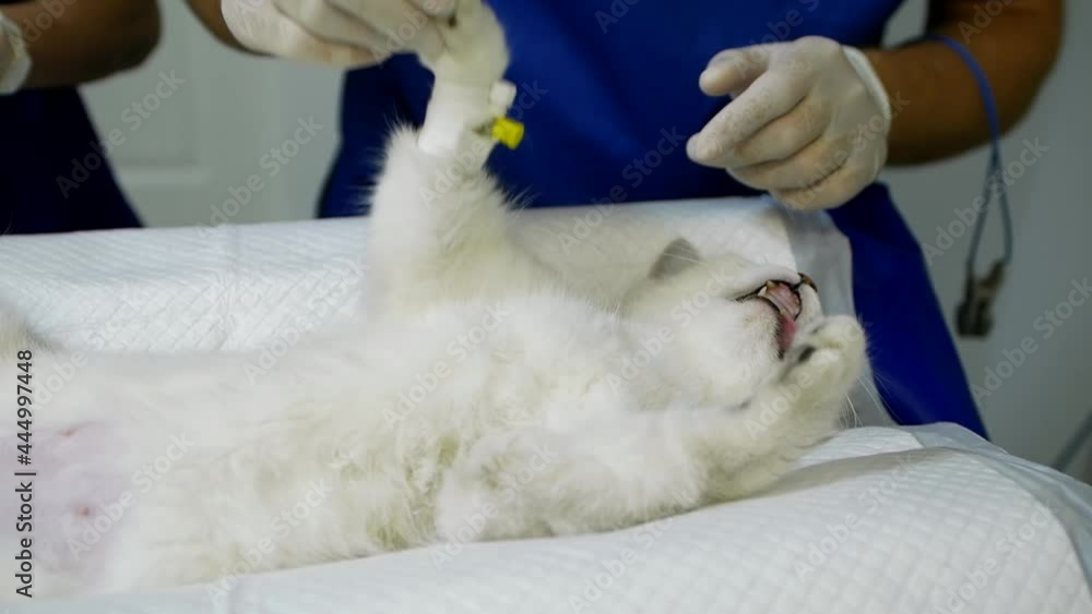 Close-up video shooting. Cat under anesthesia on the operating table in a veterinary hospital. The surgeon and nurse are preparing the pet for surgery. Sterilization of a domestic cat in a pet clinic. Close-up video shooting. Cat under anesthesia on the operating table in a veterinary hospital. The surgeon and nurse are preparing the pet for surgery. Sterilization of a domestic cat in a pet clinic.