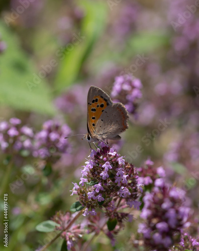 brown orange butterfly with black spots on violet plant