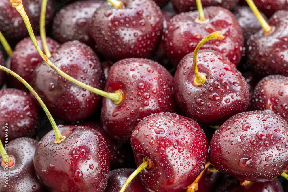 Food background, cherries background, cherries with water drops , close up