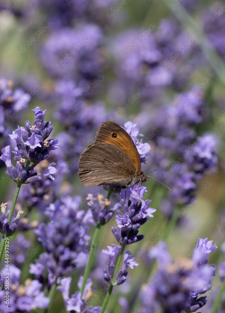 brown orange butterfly in lavender macro brown orange butterfly in lavender macro