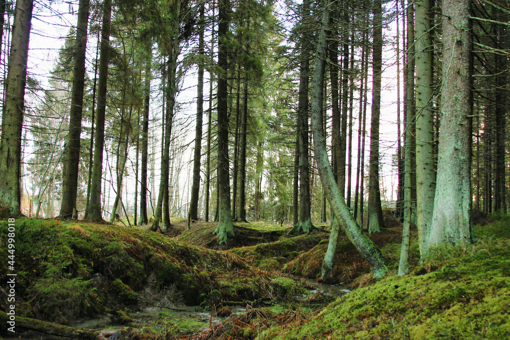 Fototapeta premium footpath in the forest