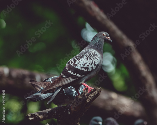 pigeon on the tree