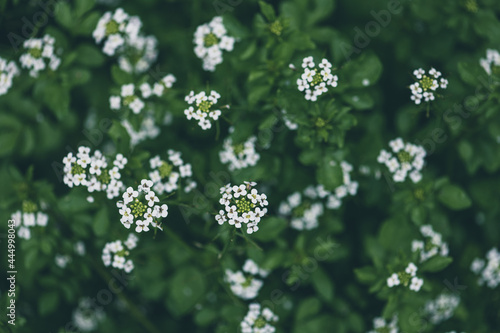 Canvas Print Flowers of watercress (nasturtium officinale)