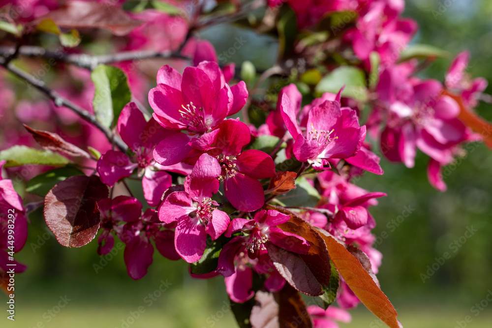 Obraz premium pink blossom pear tree
