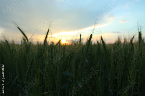 Beautiful view of agricultural field with ripening wheat
