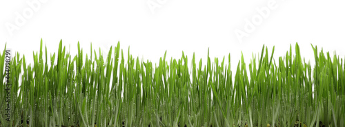 Beautiful lush green grass with water drops on white background