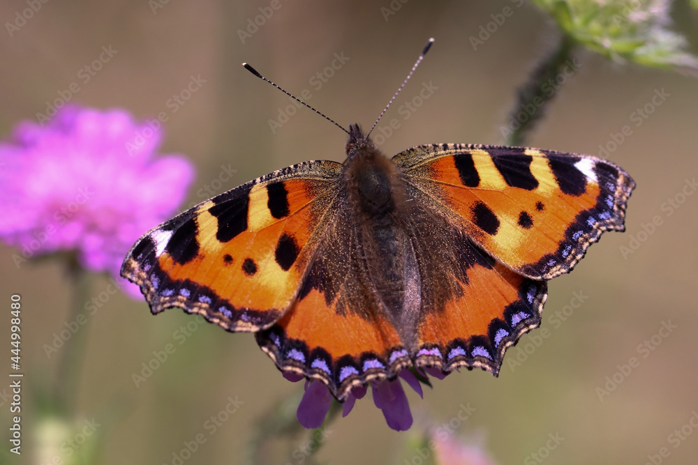 Schmetterling in der Natur
butterfly in nature
papillon dans la nature Schmetterling in der Natur
butterfly in nature
papillon dans la nature
