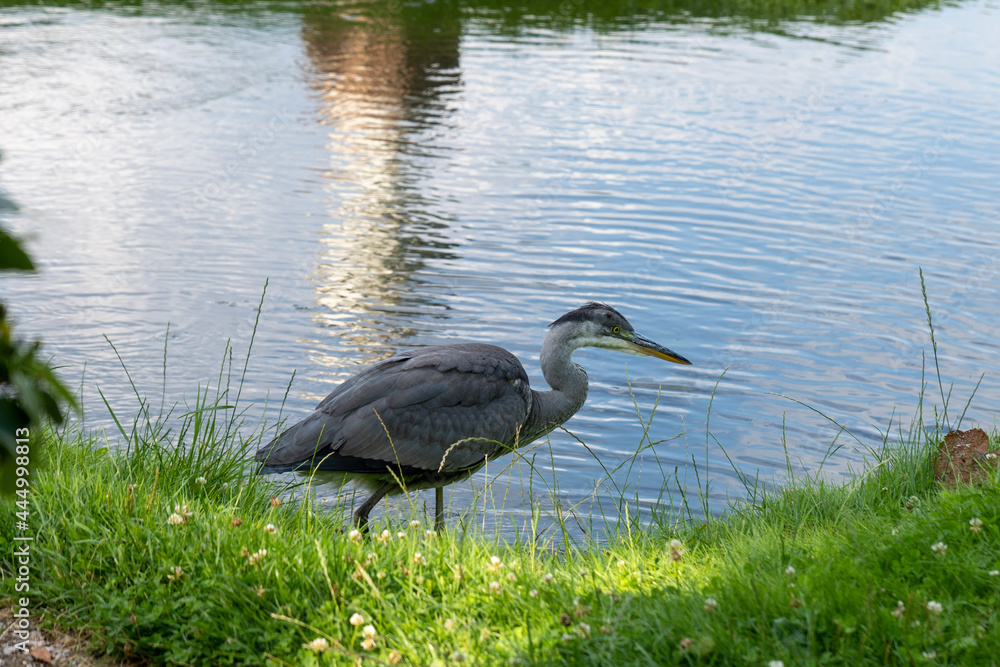 Fototapeta premium great blue heron