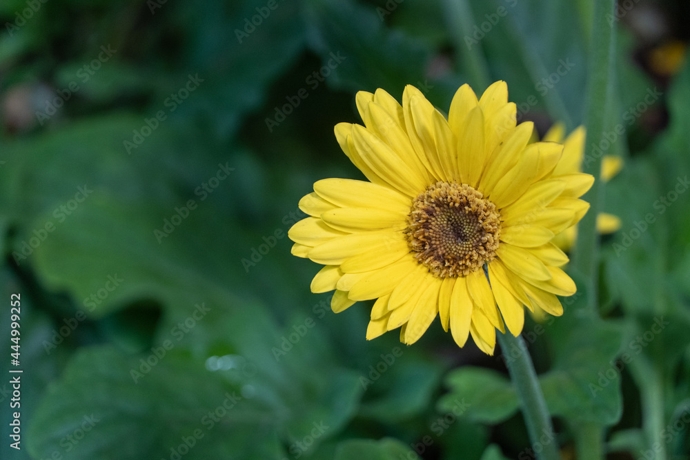 Obraz premium Bright yellow gebera daisy (Gerbera jamesonii) in a garden copy right. Also called Barberton daisy, Transvaal daisy, and as Barbertonse madeliefie.