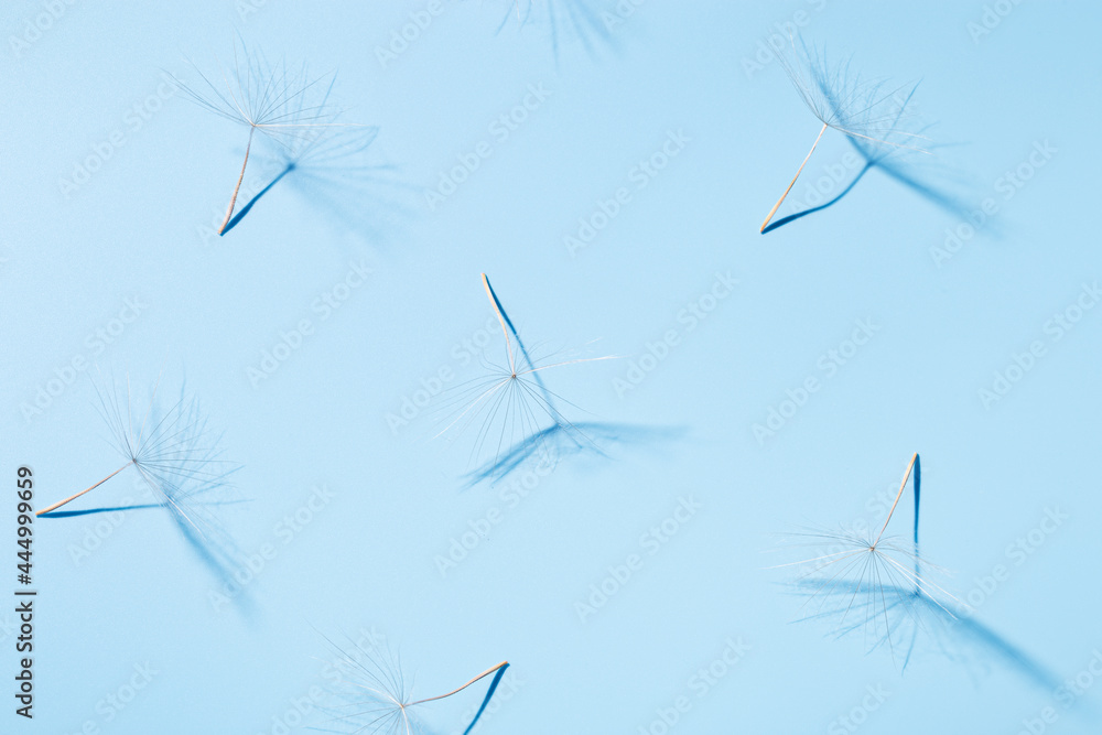 Fototapeta premium White fluffy seeds of dandelion flower in sunlight on blue surface with shadows. Sunny summer floral background.