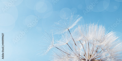 White fluffy dandelion on soft blue sky with copy space. Beautiful flower with fly seeds close up. Abstract nature