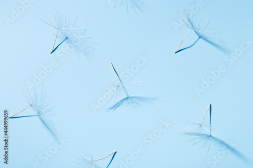 White fluffy seeds of dandelion flower in sunlight on blue surface with shadows. Sunny summer floral background.
