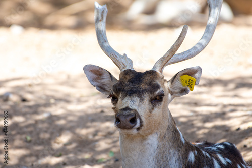 A chital (Axis axis), also known as spotted deer, chital deer, and axis deer head shot close up in the zoo.