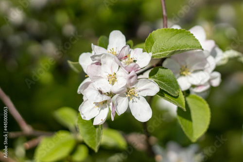 apple tree blossom