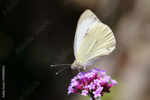 Schmetterling in der Natur butterfly in nature papillon dans la nature 