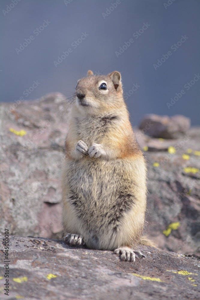 Naklejka premium Glacier Park Chipmunk