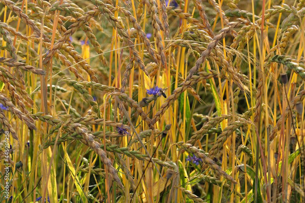 Obraz premium Nahaufnahme von Kornfeld mit Ähren und Halmen und Kornblume - Stockfoto