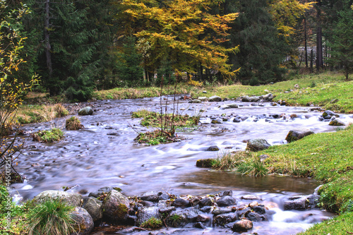Wallpaper Mural A stream flows among a beautiful autumn forest. Torontodigital.ca