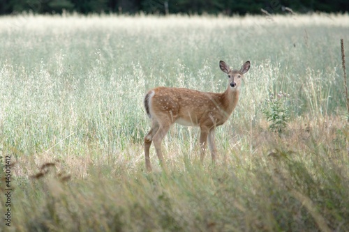 Spotted Fawn 2