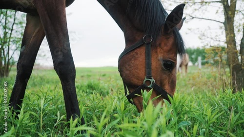 A dark bay horse grazing in the beautiful field meadows during the daytime. The horse is eating grass on the horse farm. A Palomino horse can be seen in the distant background.  photo