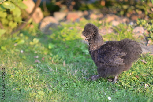 black hen in the garden on a summer day