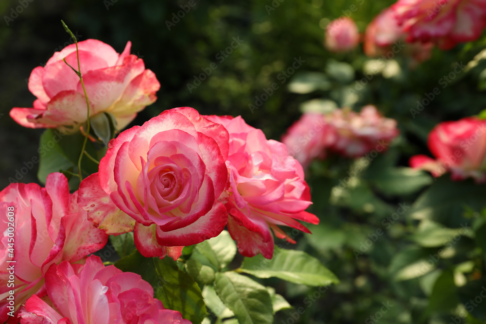 Beautiful blooming pink roses on bush outdoors, closeup. Space for text Beautiful blooming pink roses on bush outdoors, closeup. Space for text