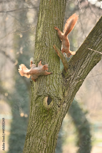squirrel playing on tree © Neil