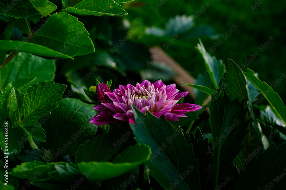 Dark purple dahlia flower growing in a flower garden. Hidden flower among the green of the plant. Dark purple dahlia flower growing in a flower garden. Hidden flower among the green of the plant.