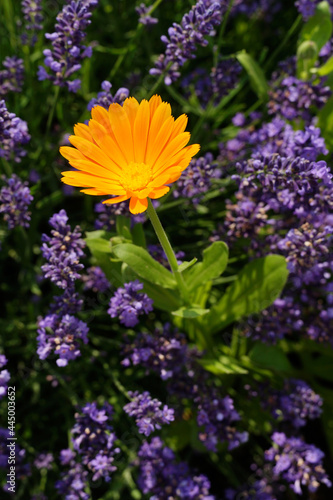 Bright yellow aster with blurred purple lavender in the background photo