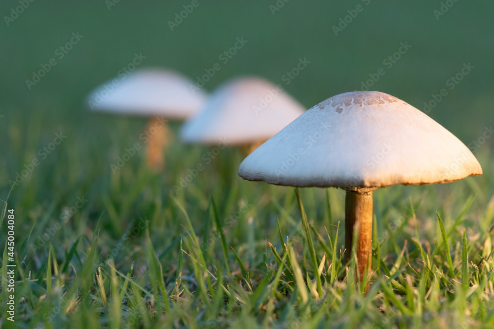 Mushrooms on the lawn.