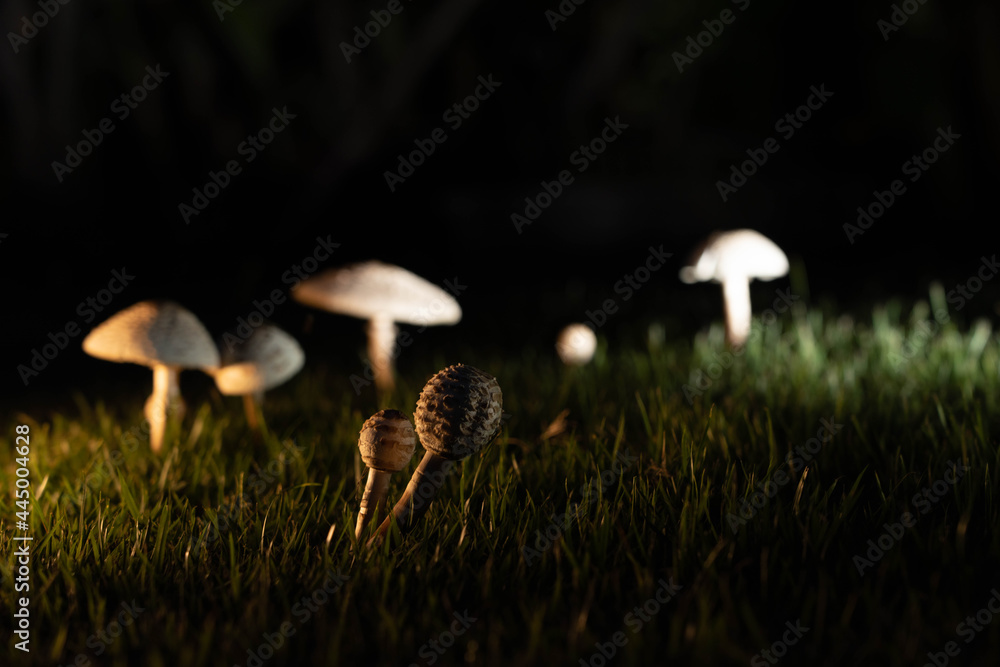 Mushrooms on the lawn. Mushrooms on the lawn.
