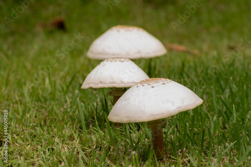 Mushrooms on the lawn.