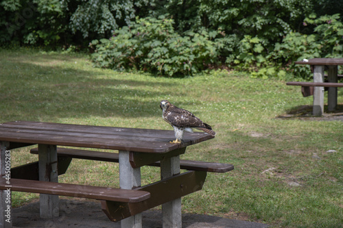 Red tailed hawk perched on wooden picnic table in green park, nobody