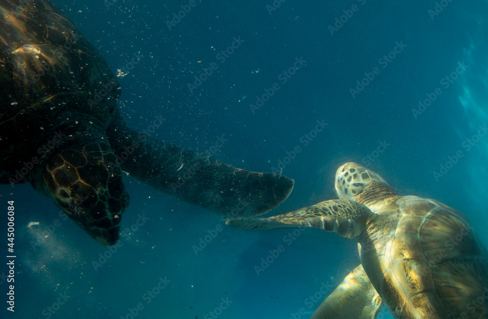 Obraz premium green sea turtle