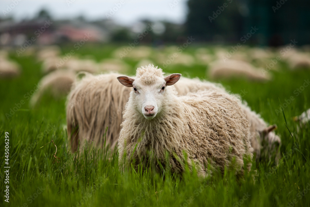 Fototapeta premium sheep in herd looking into camera
