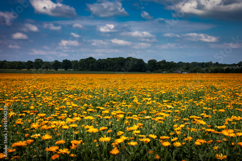 A field of blooming orange calendula flowers  Calendula officinalis  Lower Silesia  Poland.  Used for production of medicines and pharmaceutics. Sunny  summer day. 