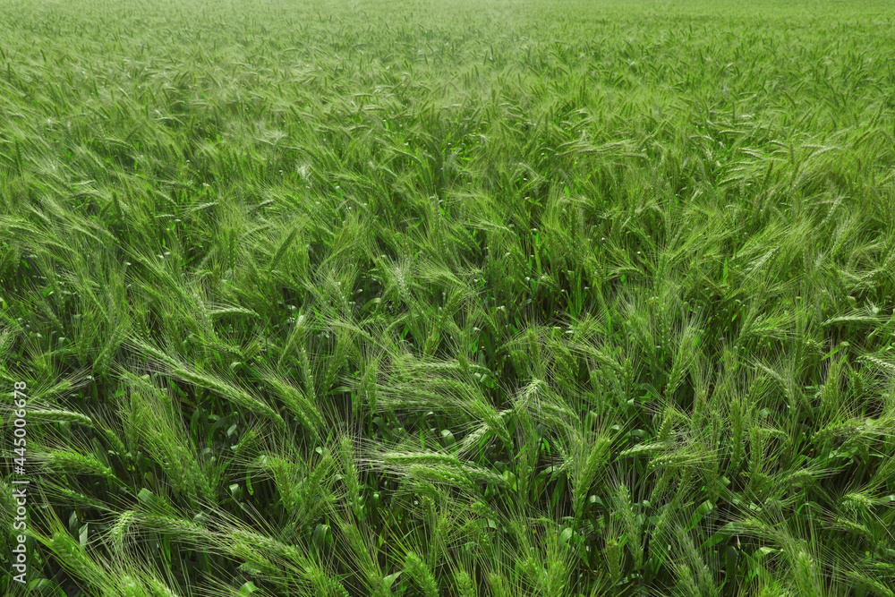 Beautiful agricultural field with ripening wheat crop Beautiful agricultural field with ripening wheat crop