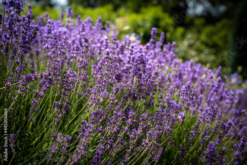 Abundant lavender flowers in bloom. 