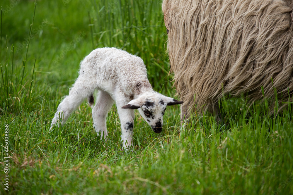 cute little lamb standing behind older sheep cute little lamb standing behind older sheep