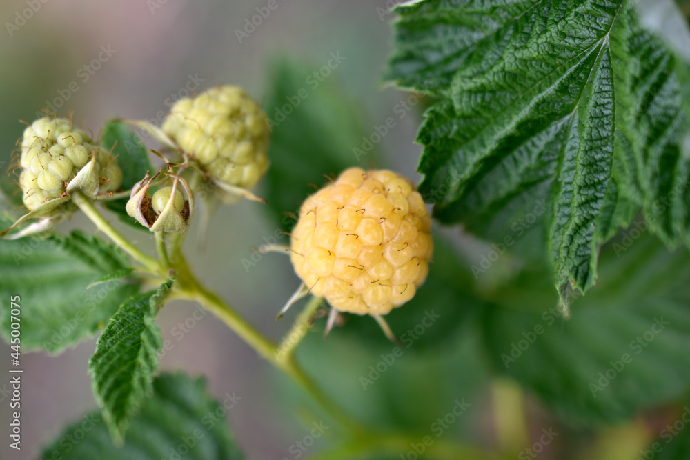 Yellow raspberries in the green in summer Yellow raspberries in the green in summer
