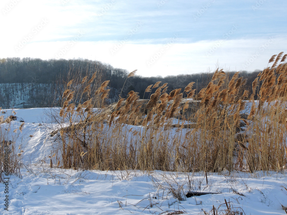 Common reed on river snow-covered bank Common reed on river snow-covered bank