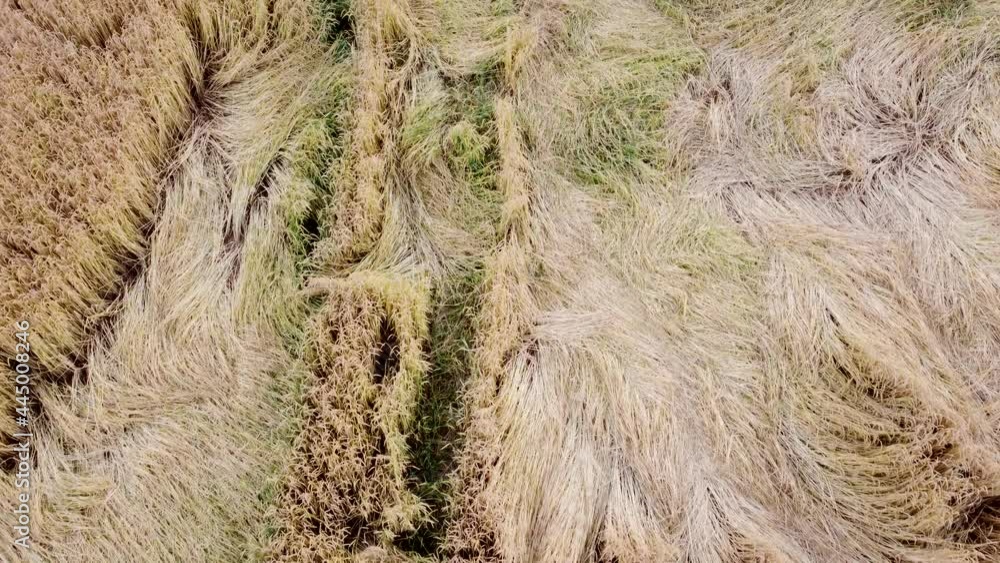 Drohnenaufnahme, Sturmschaden im Getreidefeld Drohnenaufnahme, Sturmschaden im Getreidefeld