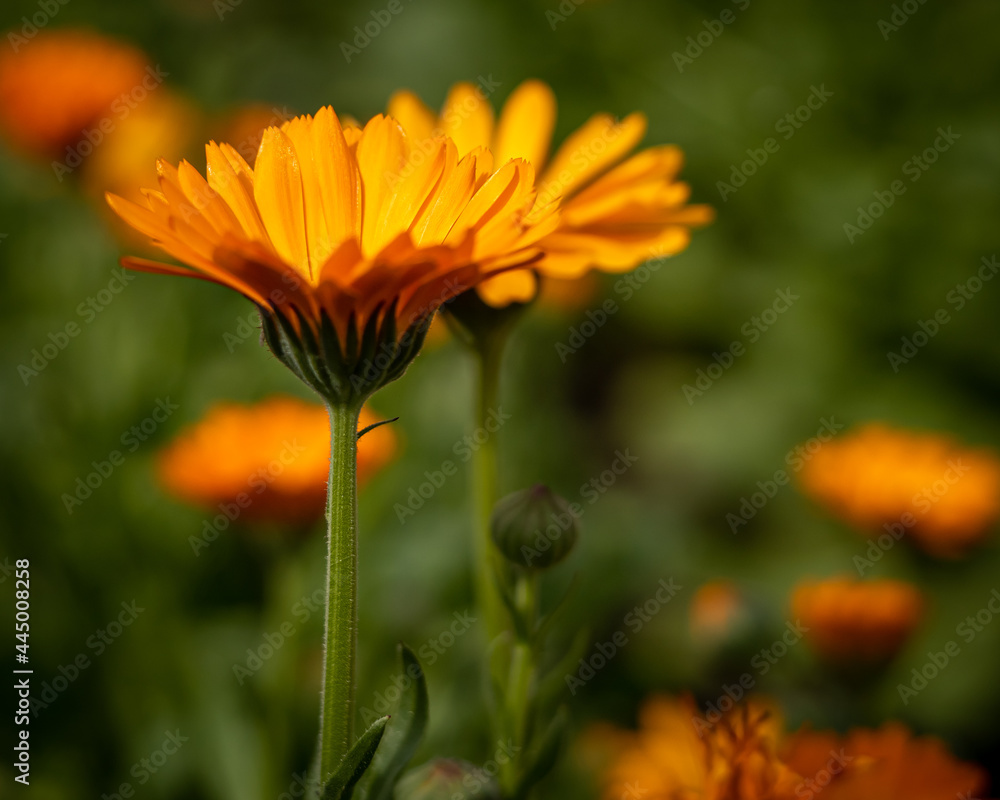 Close-up of a orange calendula flowers (Calendula officinalis), used for production of medicines and pharmaceutics. Blurred background, shallow field of depth. Close-up of a orange calendula flowers (Calendula officinalis), used for production of medicines and pharmaceutics. Blurred background, shallow field of depth.