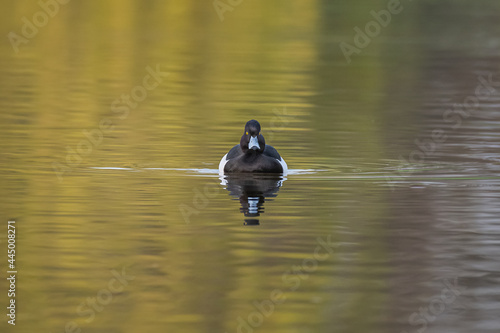 A minimalistic image of a tufted duck,  Aythya fuligula, as it swims towards the camera photo