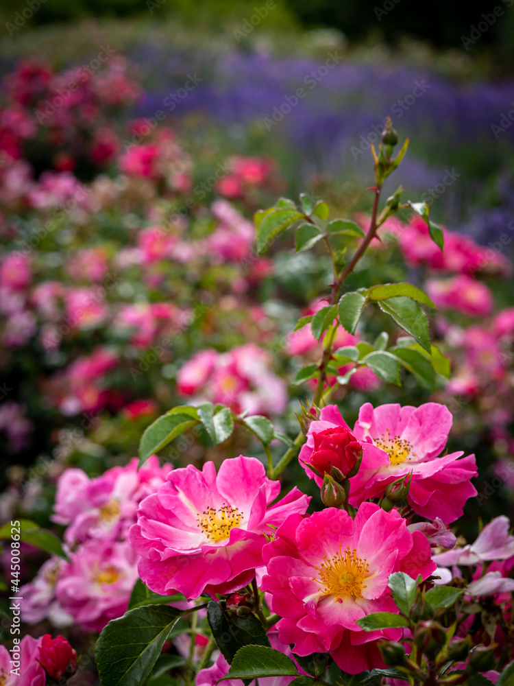 Fototapeta premium A closeup of lush, blooming, pink garden roses, with lavender flowers in background.