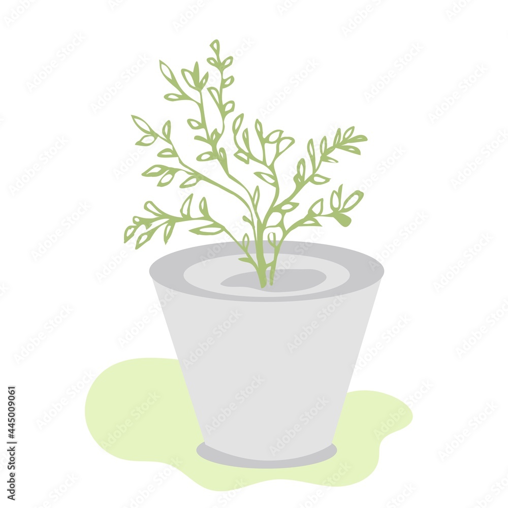 Beautiful ornamental plant for garden and home, tree and foliage in a pot isolated on a white background.