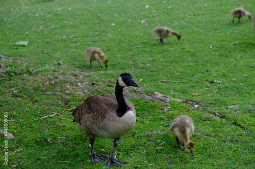 Mother Canadian Geese with Babies